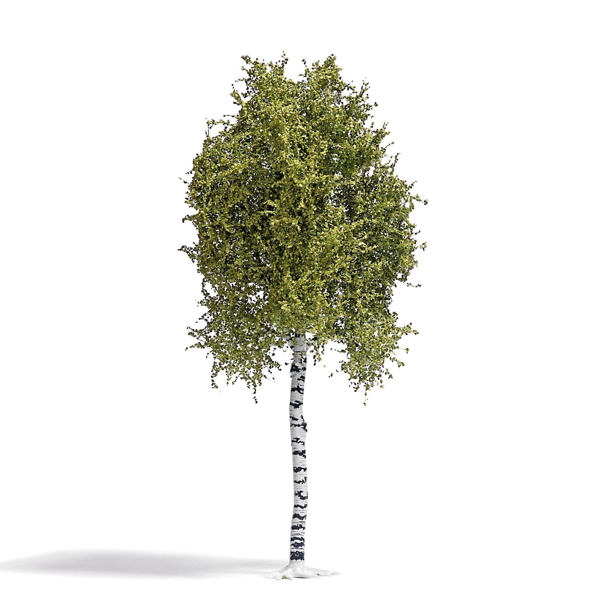 Busch 3781 - Birke 170 mm, Frühling H0 1:87