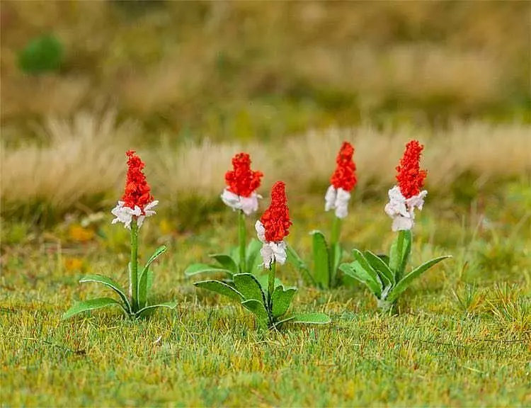 Faller 181267 - 32 Orchideenprimel H0 1:87