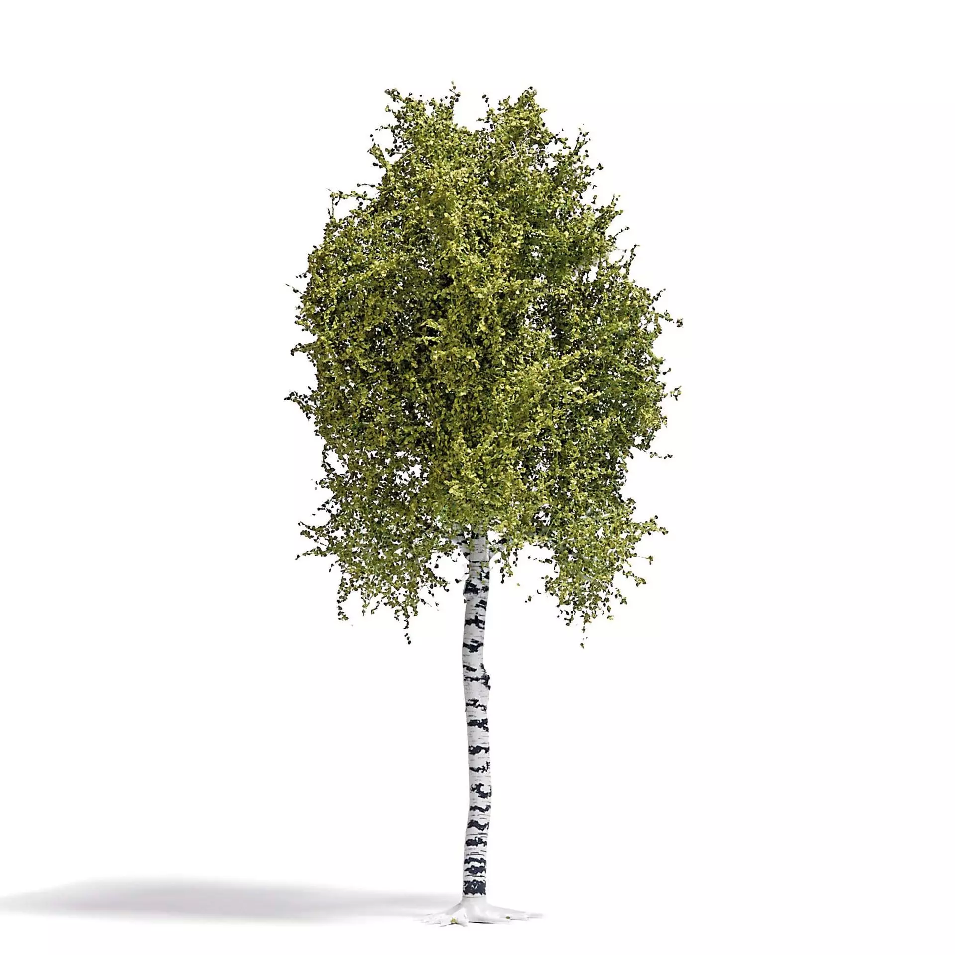 Busch 3781 - Birke 170 mm, Frühling H0 1:87