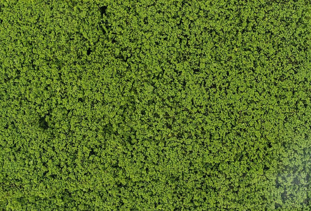 Faller 181625 - Blätterfoliage maigrün H0 1:87 / TT 1:120 / N 1:160
