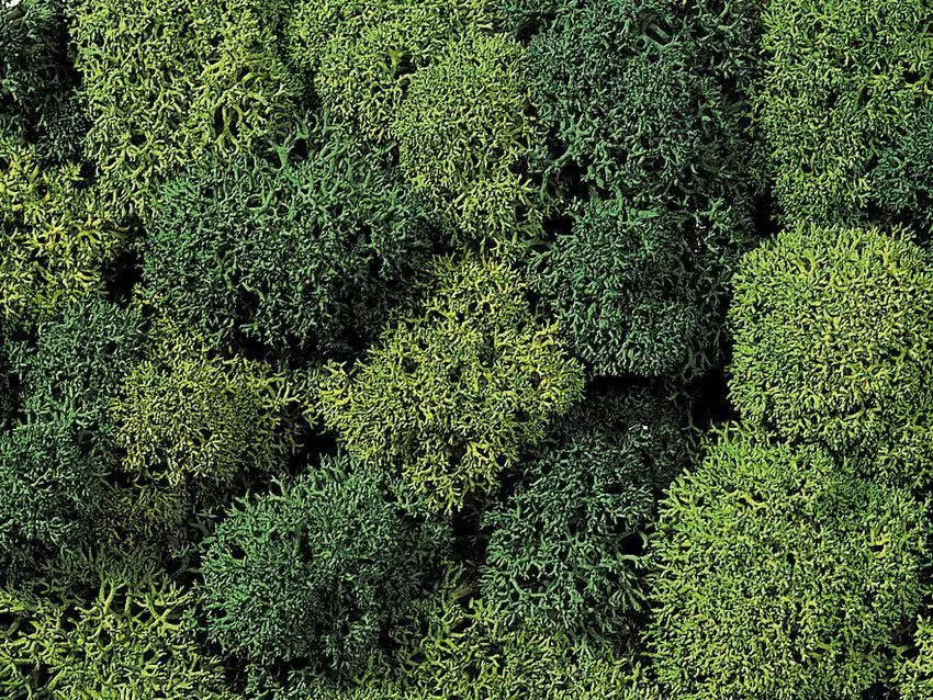 Noch 08610 - Dekormoos hell- und dunkelgrün, 35 g G/1/0/H0/H0m/H0e/TT/N/Z