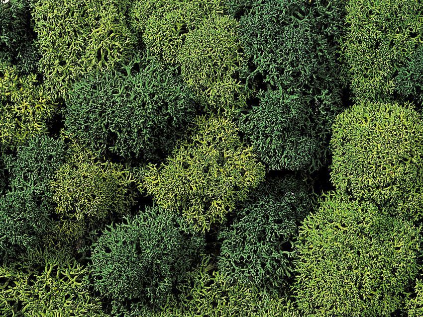 Noch 08621 - Dekormoos hell- und dunkelgrün, 75 g G/1/0/H0/H0m/H0e/TT/N/Z