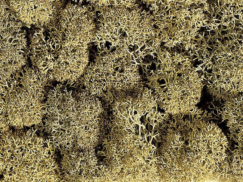 Noch 08600 - Dekormoos steingrau, 35 g G/1/0/H0/H0m/H0e/TT/N/Z