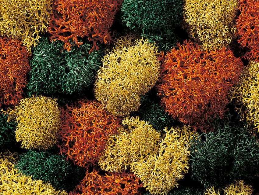 Noch 08630 - Dekormoos herbstlich, 35 g G/1/0/H0/H0m/H0e/TT/N/Z