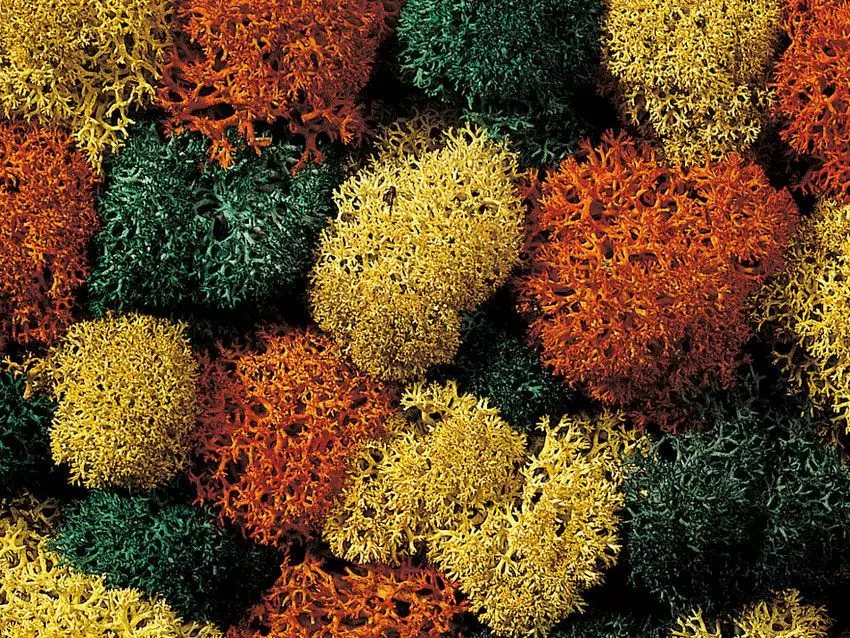 Noch 08630 - Dekormoos herbstlich, 35 g G/1/0/H0/H0m/H0e/TT/N/Z