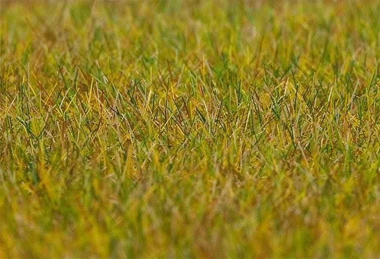 Faller 180484 - Premium Streufasern Wiese, 30g H0 1:87