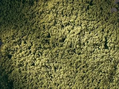 Auhagen 76667 - Rollrasen maigrün H0 1:87