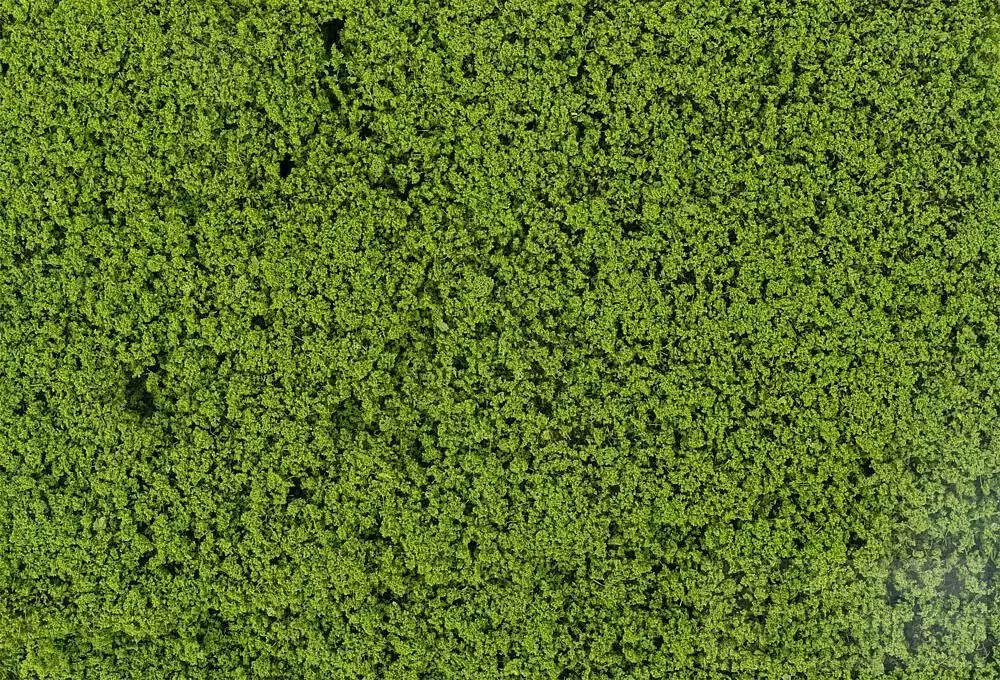 Faller 181625 - Blätterfoliage maigrün H0 1:87 / TT 1:120 / N 1:160