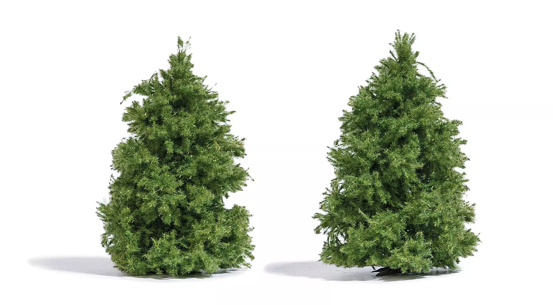 Busch 6122 - 2 Lärchen 60mm H0 1:87