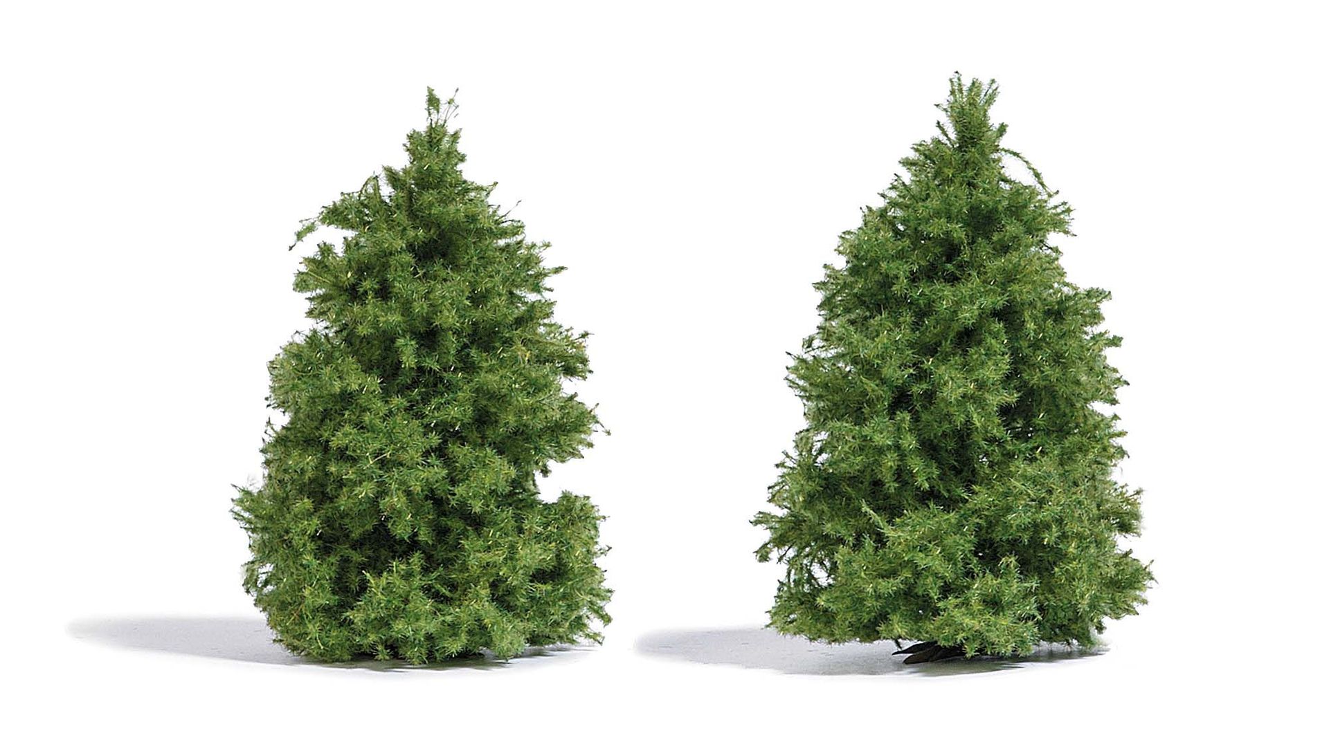 Busch 6122 - 2 Lärchen 60mm H0 1:87