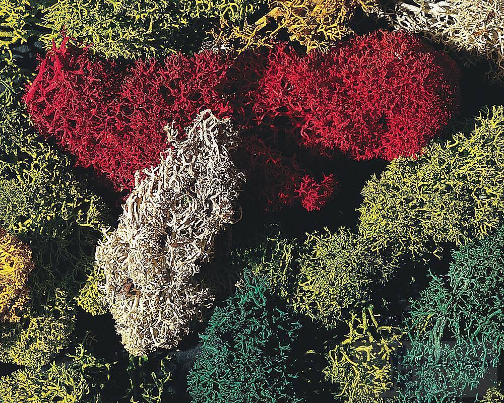 Faller 170730 - Islandmoos gemischt verschiedene Farben